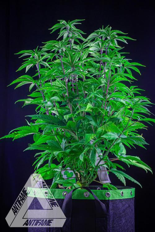 IZI SEEDS - Grandpa Zombie Genetics FemY. Week 7