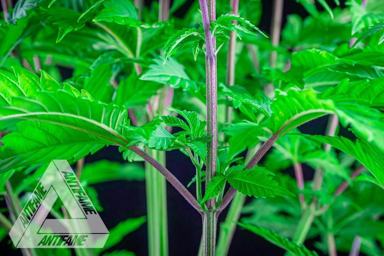 IZI SEEDS - Grandpa Zombie genetics femB. Week 7