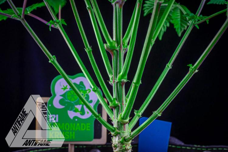 IZI SEEDS - Grandpa Zombie genetics femB. Week 7