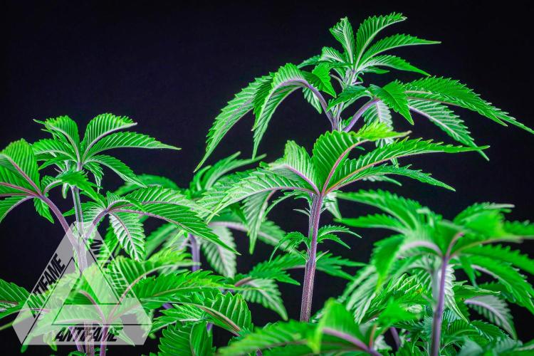 IZI SEEDS - Grandpa Zombie genetics femB. Week 7