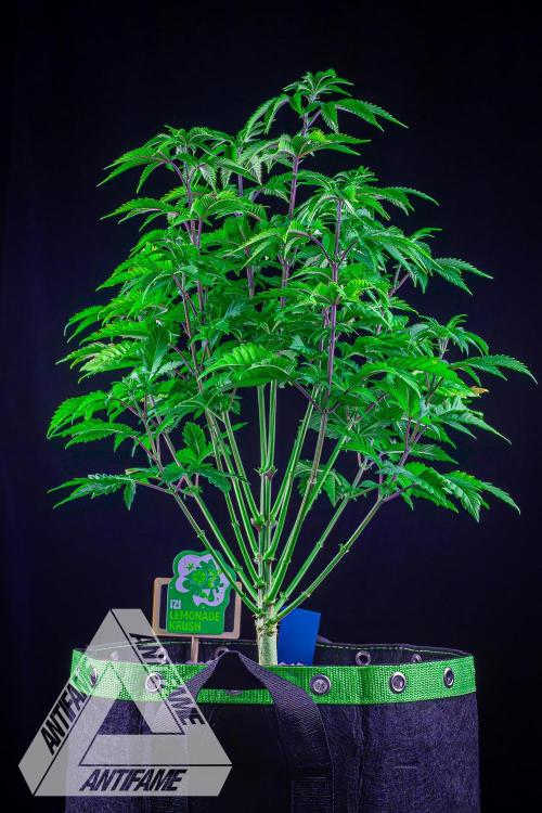 IZI SEEDS - Grandpa Zombie genetics femB. Week 7