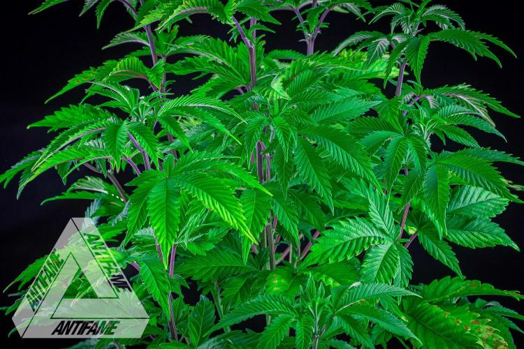 IZI SEEDS - Grandpa Zombie genetics femB. Week 7