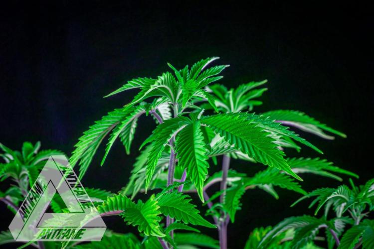 IZI SEEDS - Grandpa Zombie genetics femB. Week 7