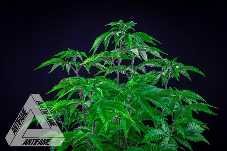 IZI SEEDS - Grandpa Zombie genetics femB. Week 7