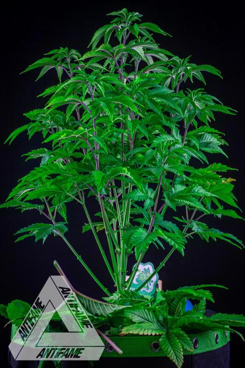 IZI SEEDS - Grandpa Zombie genetics femB. Week 7