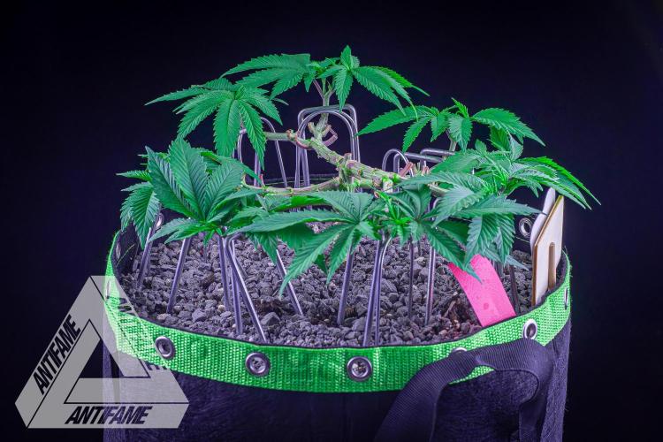 IZI SEEDS - Grandpa Zombie genetics femR. Week 7