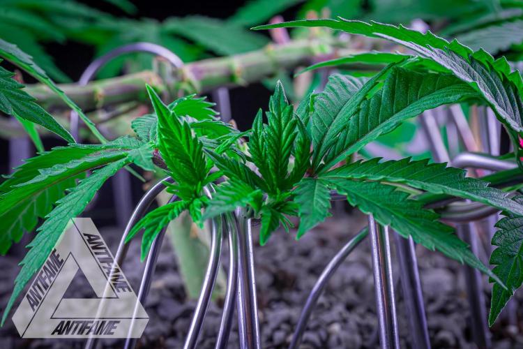 IZI SEEDS - Grandpa Zombie genetics femR. Week 7