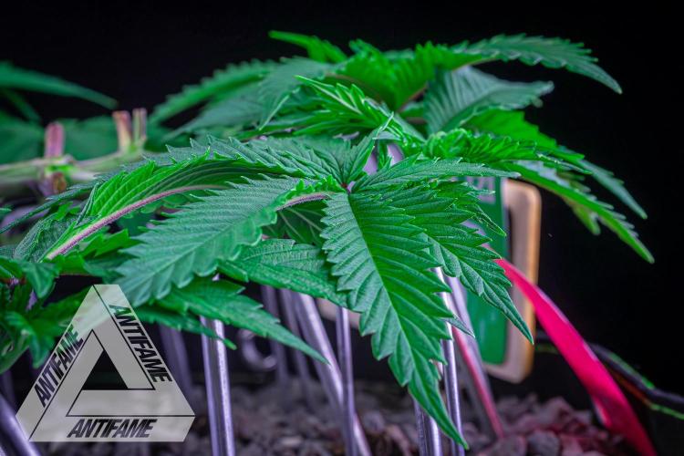 IZI SEEDS - Grandpa Zombie genetics femR. Week 7