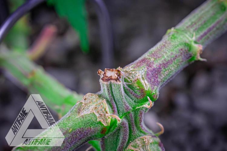 IZI SEEDS - Grandpa Zombie genetics femR. Week 7