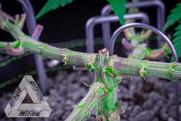 IZI SEEDS - Grandpa Zombie genetics femR. Week 7