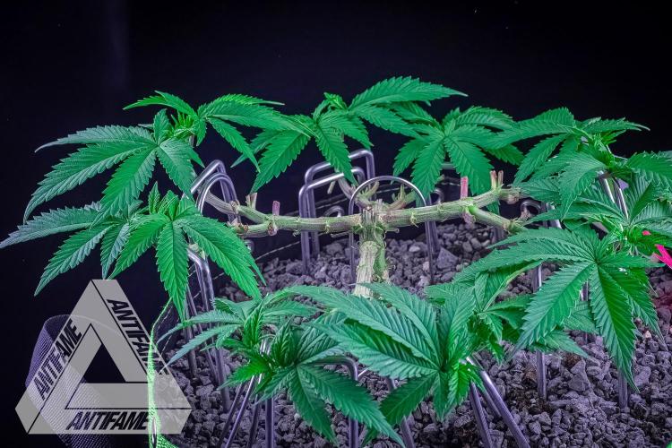 IZI SEEDS - Grandpa Zombie genetics femR. Week 7