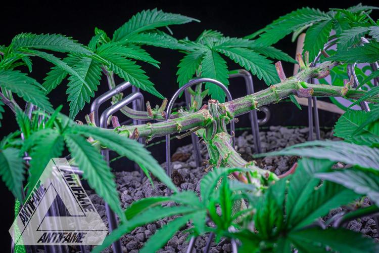 IZI SEEDS - Grandpa Zombie genetics femR. Week 7