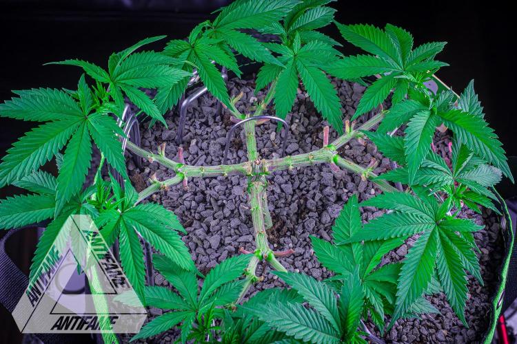 IZI SEEDS - Grandpa Zombie genetics femR. Week 7