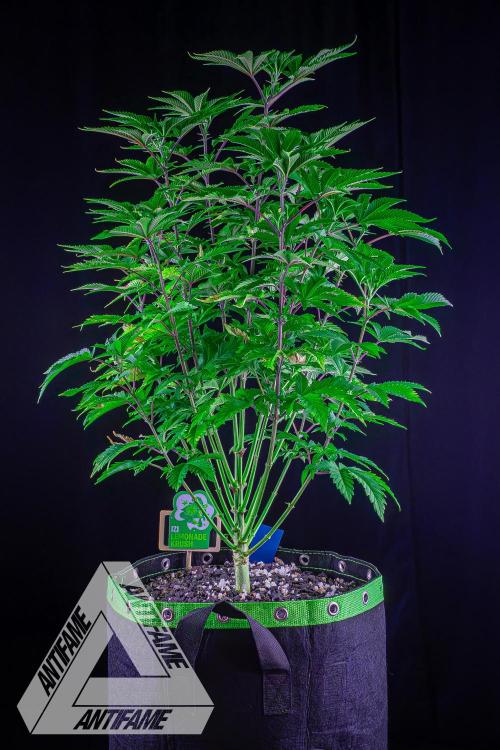 IZI SEEDS - Grandpa Zombie genetics femB. Week 8