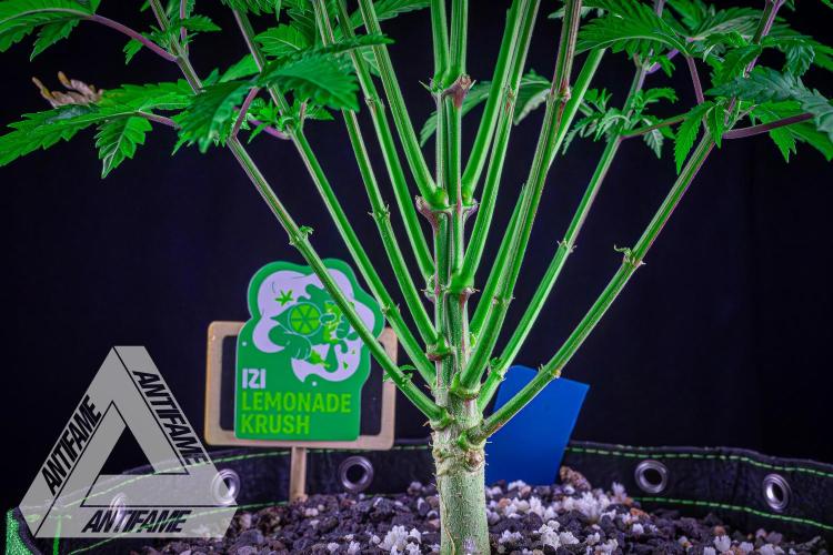 IZI SEEDS - Grandpa Zombie genetics femB. Week 8