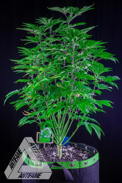 IZI SEEDS - Grandpa Zombie genetics femB. Week 8