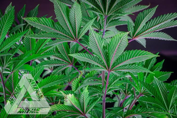 IZI SEEDS - Grandpa Zombie genetics femB. Week 8