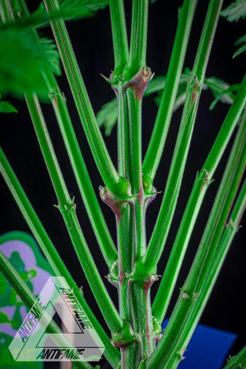 IZI SEEDS - Grandpa Zombie genetics femB. Week 8