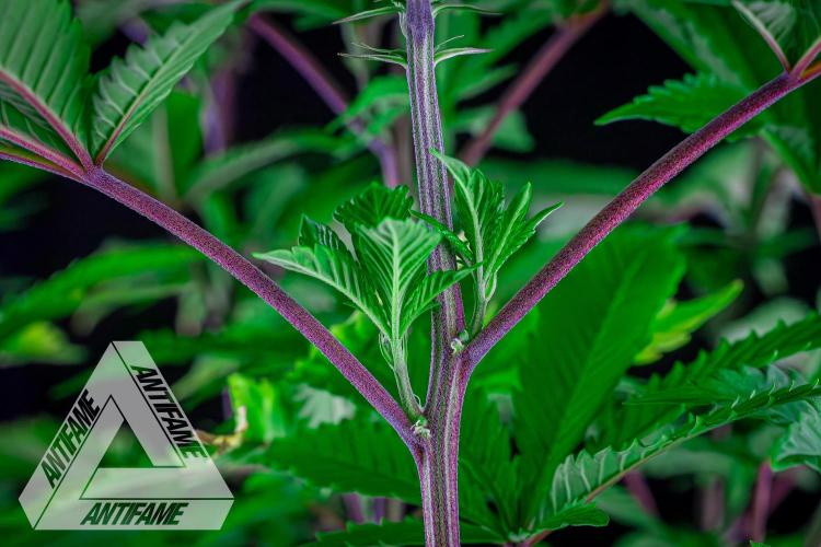 IZI SEEDS - Grandpa Zombie genetics femB. Week 8