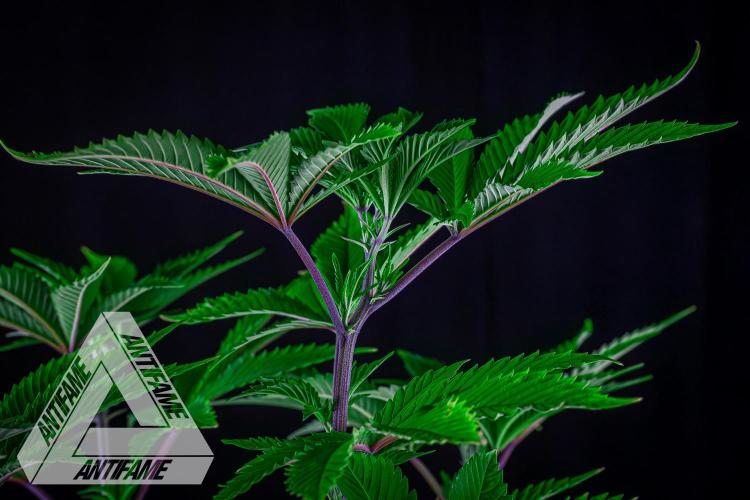IZI SEEDS - Grandpa Zombie genetics femB. Week 8