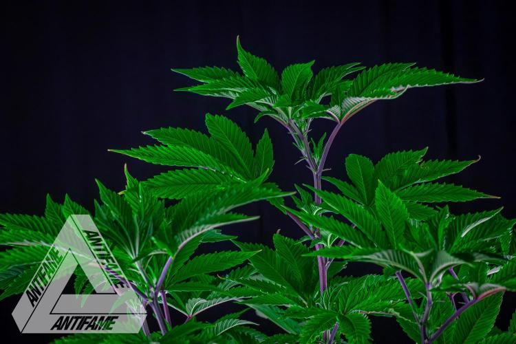IZI SEEDS - Grandpa Zombie genetics femB. Week 8