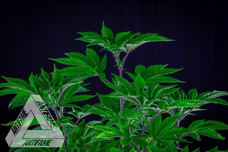 IZI SEEDS - Grandpa Zombie genetics femB. Week 8