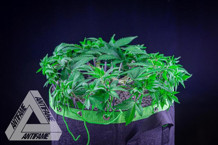 IZI SEEDS - Grandpa Zombie genetics femR. Week 8