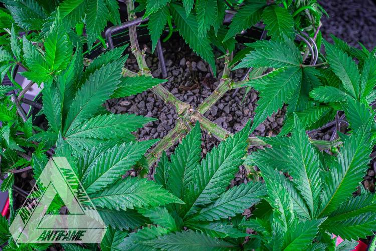 IZI SEEDS - Grandpa Zombie genetics femR. Week 8