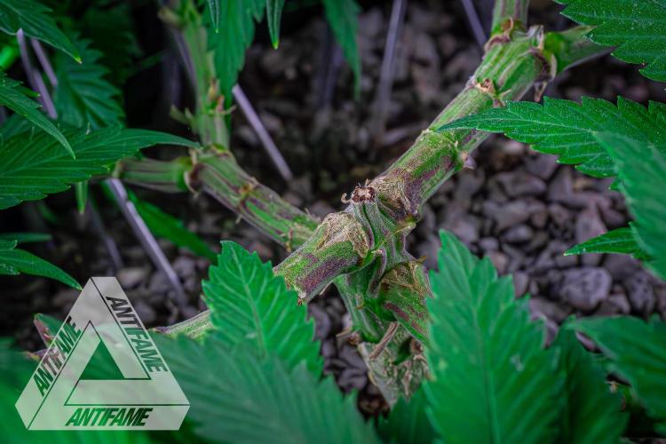 IZI SEEDS - Grandpa Zombie genetics femR. Week 8