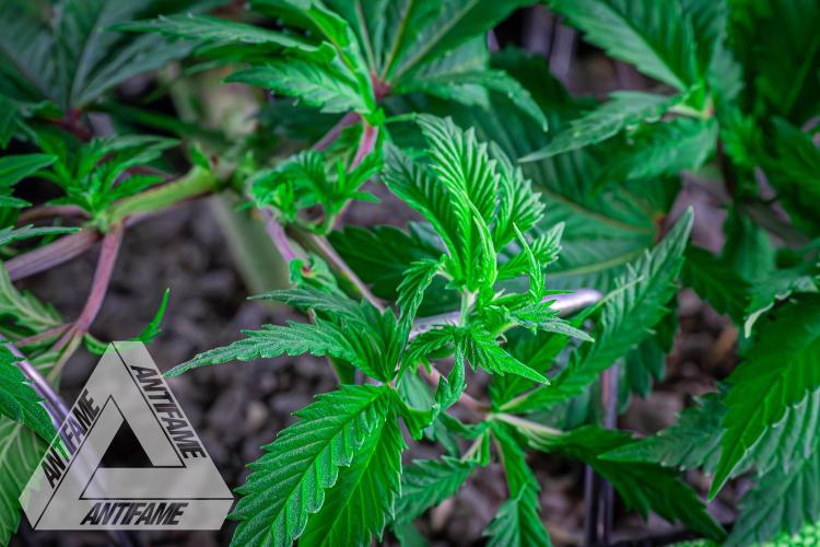IZI SEEDS - Grandpa Zombie genetics femR. Week 8