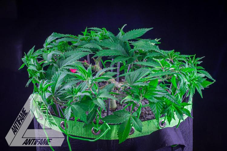 IZI SEEDS - Grandpa Zombie genetics femR. Week 8