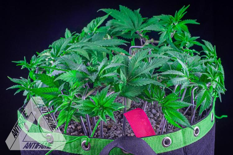IZI SEEDS - Grandpa Zombie genetics femR. Week 8