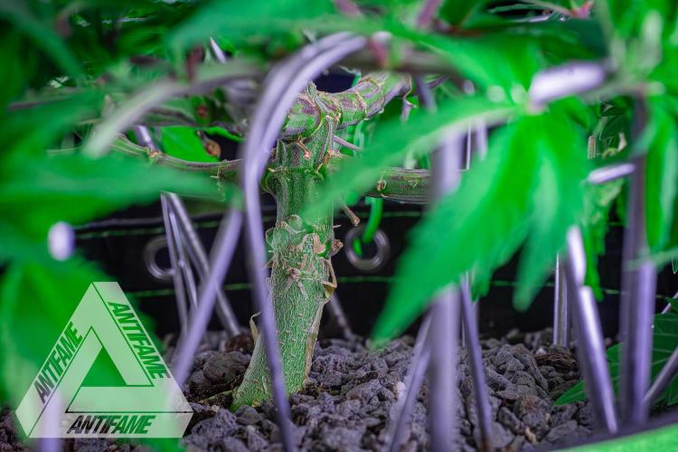 IZI SEEDS - Grandpa Zombie genetics femR. Week 8