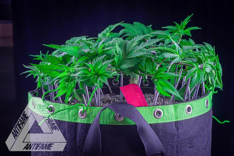 IZI SEEDS - Grandpa Zombie genetics femR. Week 8
