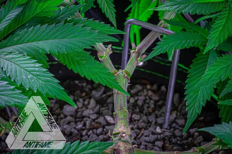 IZI SEEDS - Grandpa Zombie genetics femR. Week 8