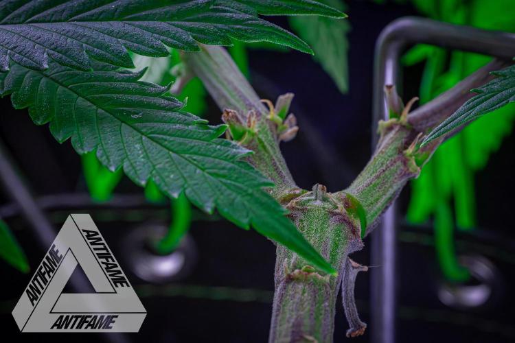 IZI SEEDS - Grandpa Zombie genetics femR. Week 8