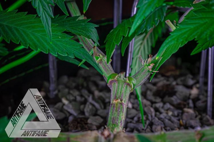 IZI SEEDS - Grandpa Zombie genetics femR. Week 8