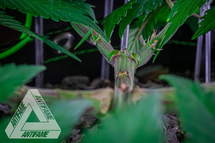 IZI SEEDS - Grandpa Zombie genetics femR. Week 8