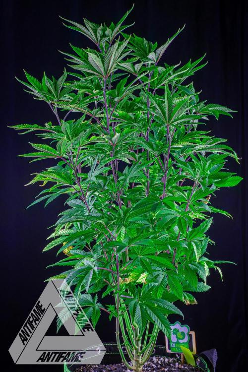 IZI SEEDS - Grandpa Zombie Genetics FemY. Week 8