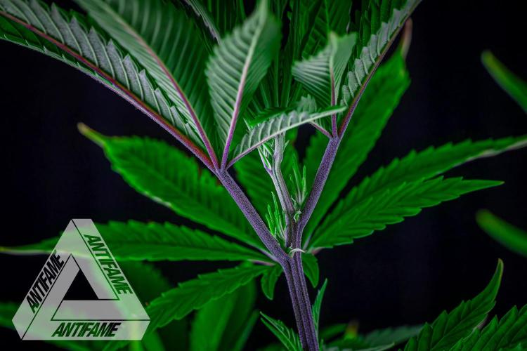 IZI SEEDS - Grandpa Zombie Genetics FemY. Week 8
