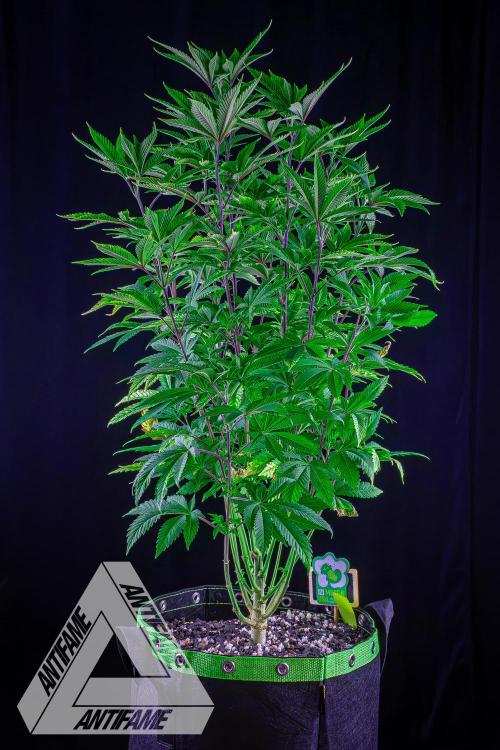 IZI SEEDS - Grandpa Zombie Genetics FemY. Week 8