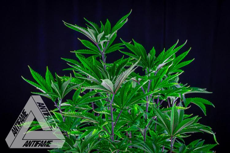 IZI SEEDS - Grandpa Zombie Genetics FemY. Week 8