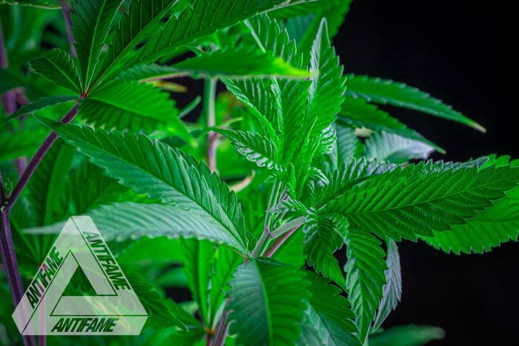IZI SEEDS - Grandpa Zombie Genetics FemY. Week 8