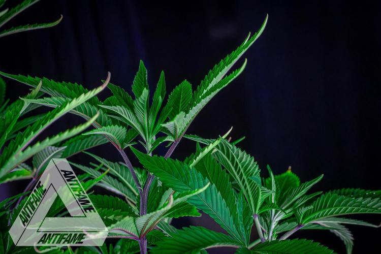 IZI SEEDS - Grandpa Zombie Genetics FemY. Week 8