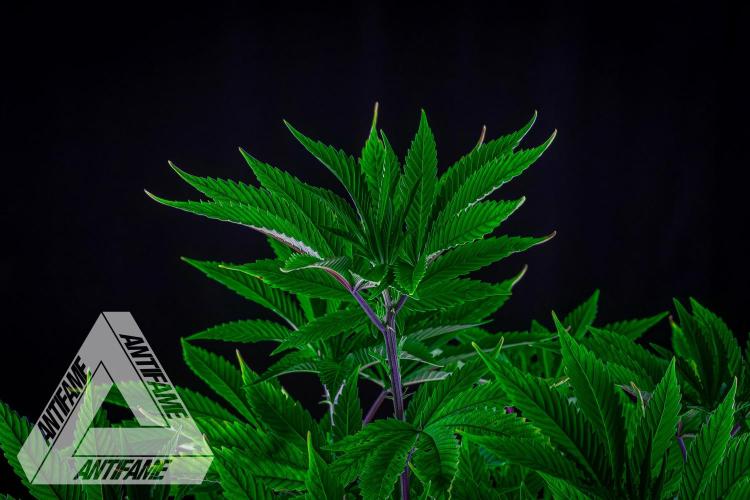 IZI SEEDS - Grandpa Zombie Genetics FemY. Week 8