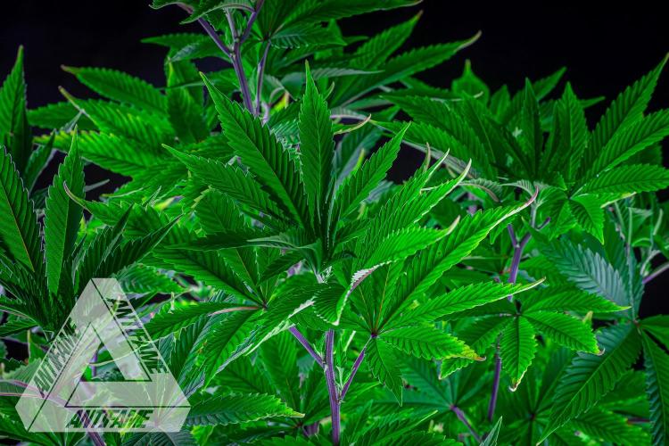 IZI SEEDS - Grandpa Zombie Genetics FemY. Week 8