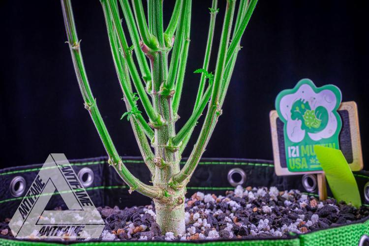 IZI SEEDS - Grandpa Zombie Genetics FemY. Week 8