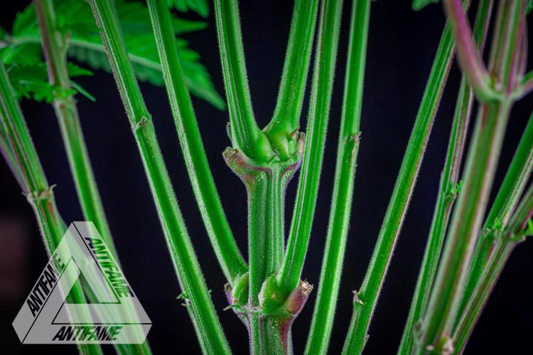 IZI SEEDS - Grandpa Zombie Genetics FemY. Week 8