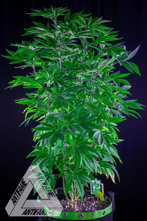 IZI SEEDS - Grandpa Zombie Genetics FemY. Week 9