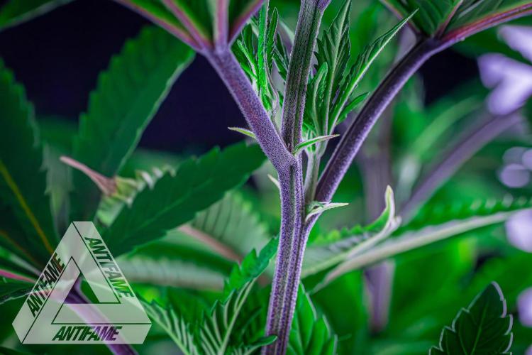 IZI SEEDS - Grandpa Zombie Genetics FemY. Week 9